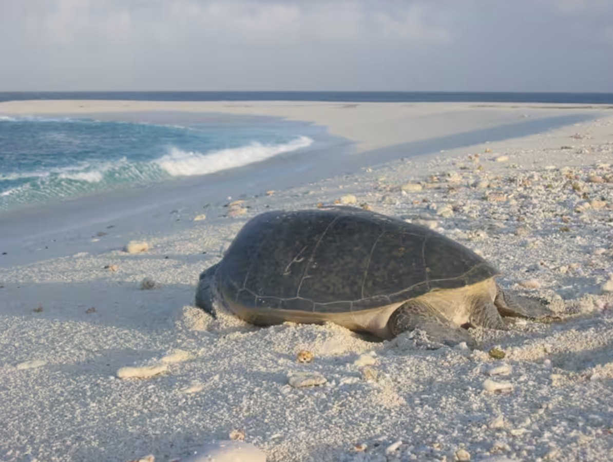 Tortue sur une plage de Tromelin